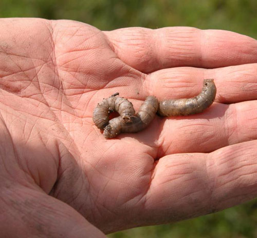 European cranefly larvae